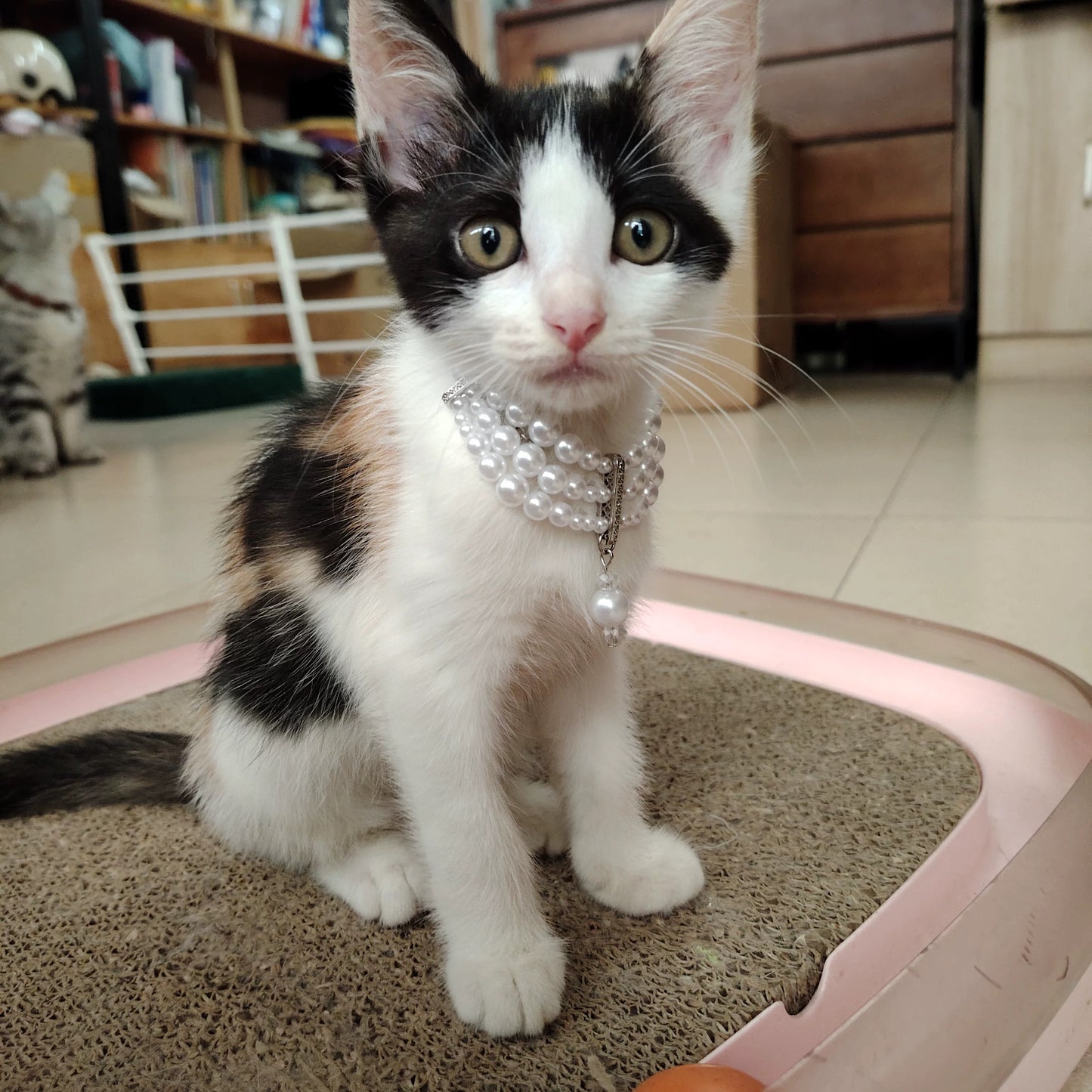 Royal-Style Cat Pearl Necklace