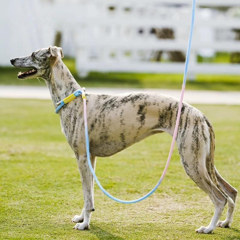 Rainbow-Colored Anti-Pull Leash