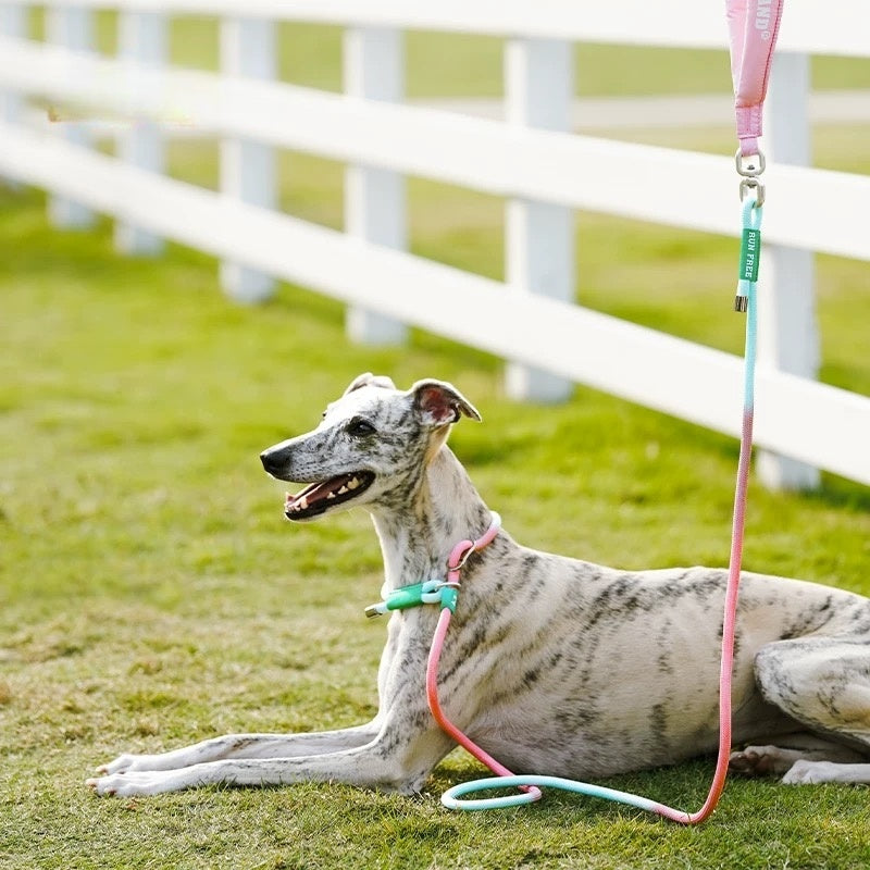 Rainbow-Colored Anti-Pull Leash