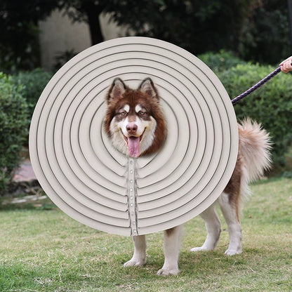 Elizabethan Collar