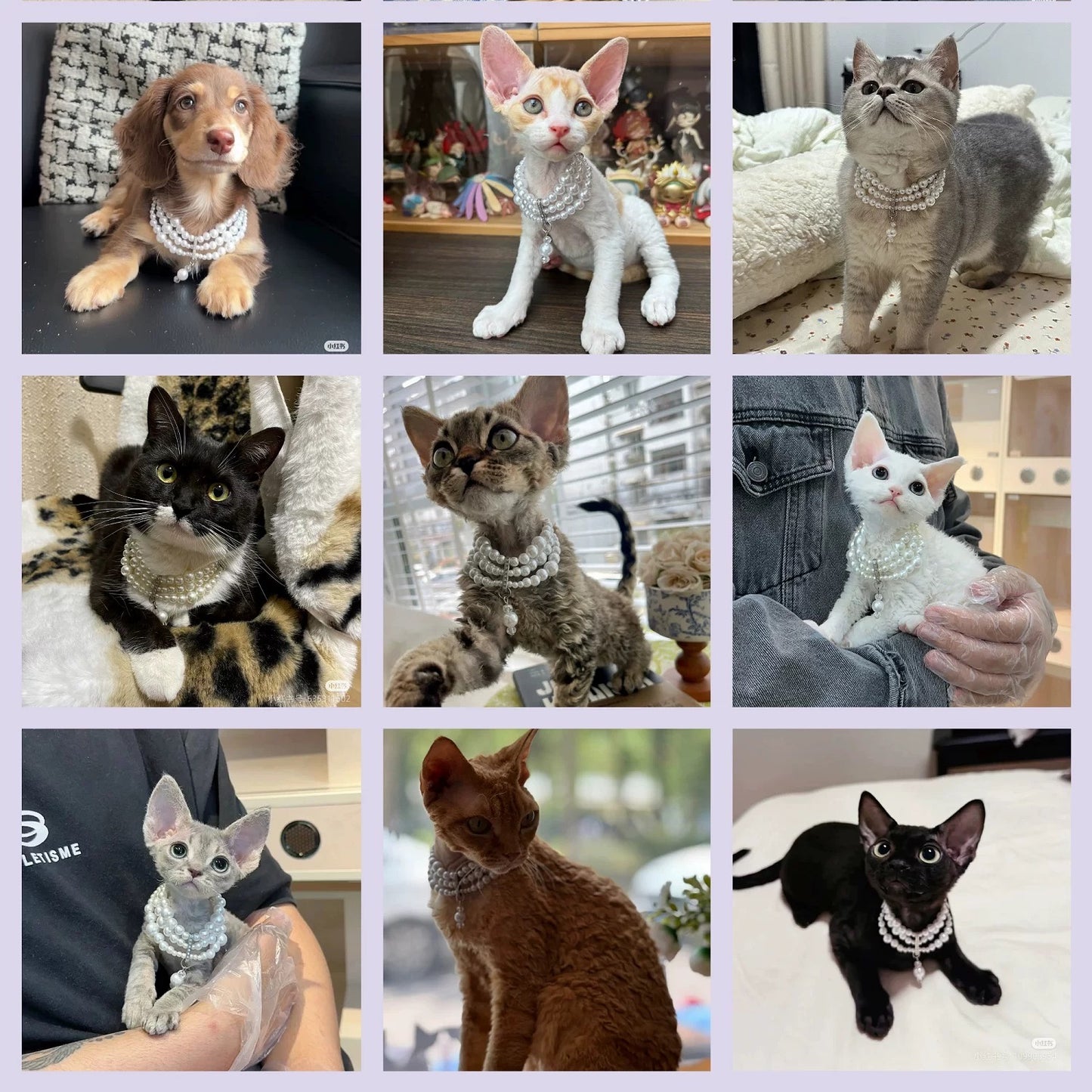 Royal-Style Cat Pearl Necklace