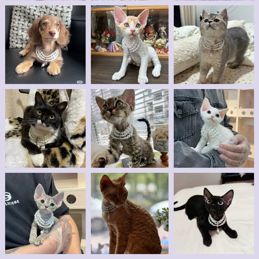 Royal-Style Cat Pearl Necklace